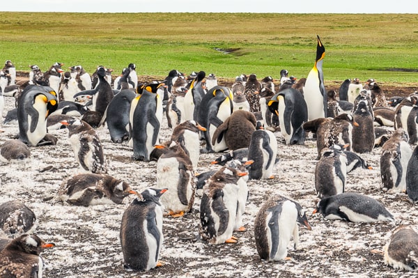 Falklandy