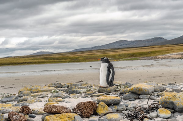 Falklandy