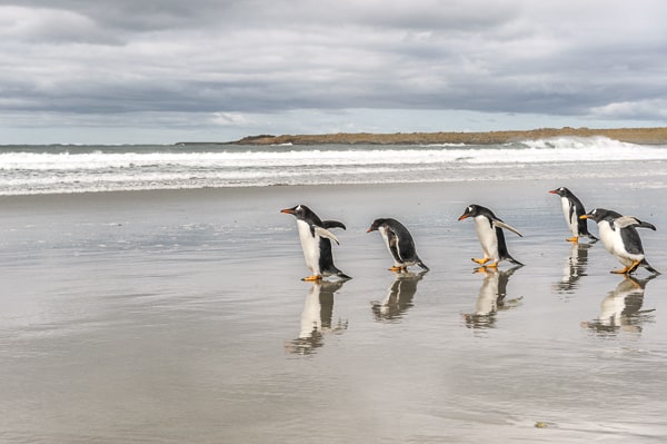 Falklandy