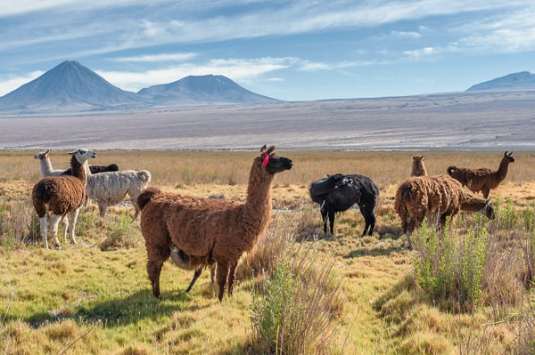Chile