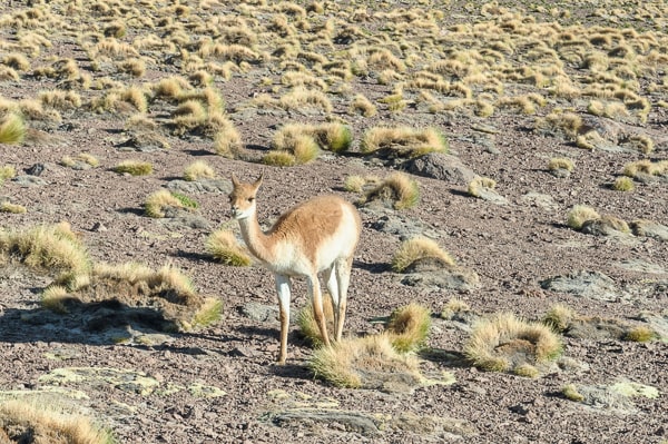 Chile