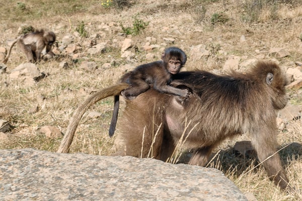 Etiopia