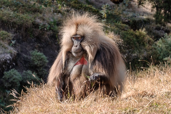 Etiopia