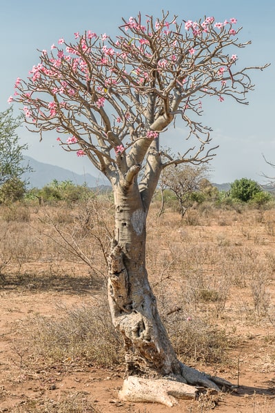 Etiopia