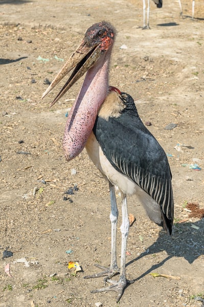 Etiopia