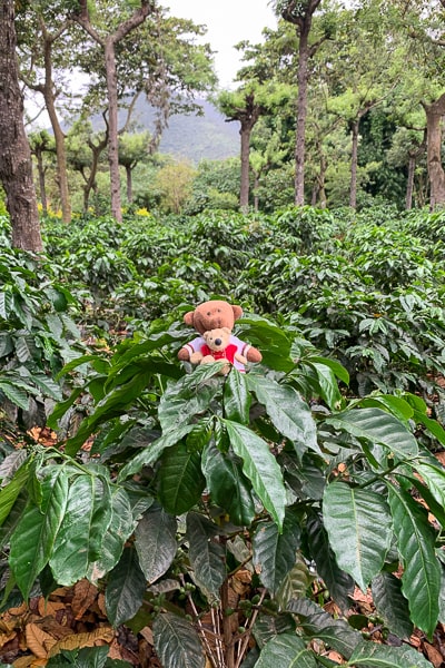 Gwatemala
