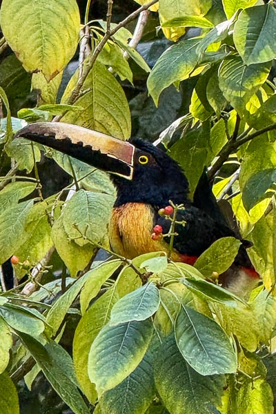 Gwatemala