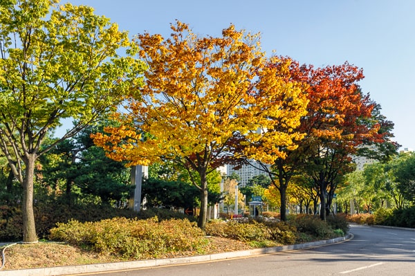  Korea