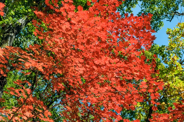  Korea