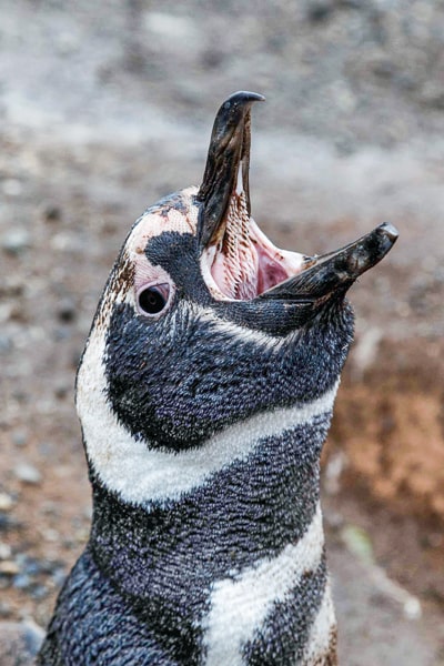 patagonia