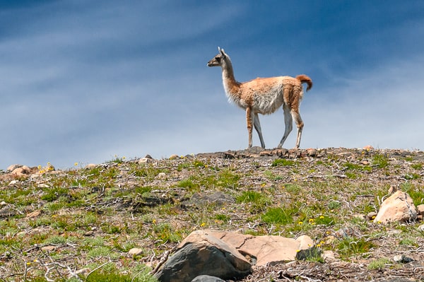 patagonia