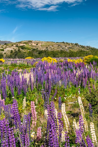 patagonia