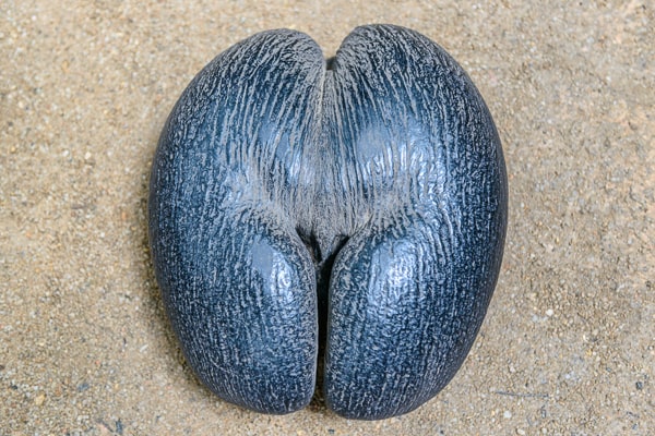 Seszele
