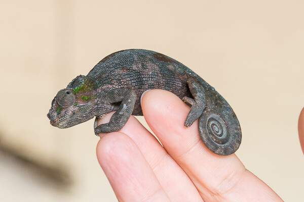 Tanzania