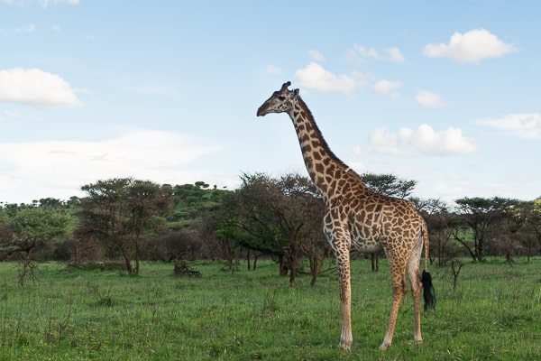 Tanzania