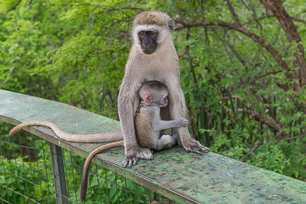 Tanzania