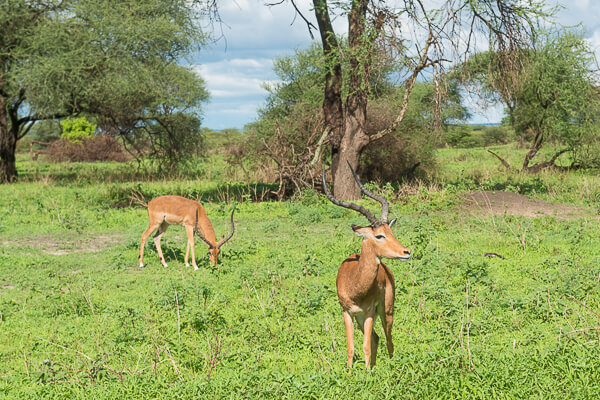 Tanzania
