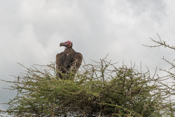 Tanzania