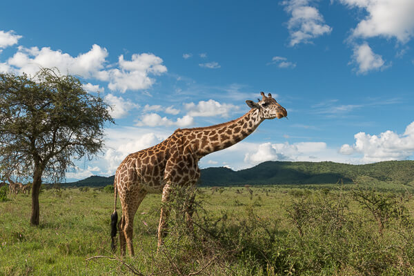 Tanzania