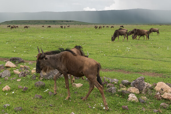 Tanzania