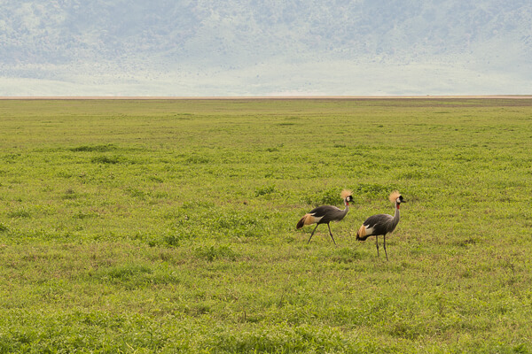 Tanzania