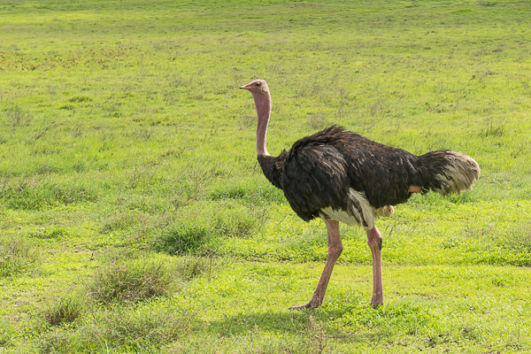Tanzania