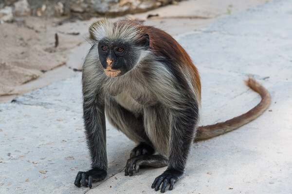 Tanzania