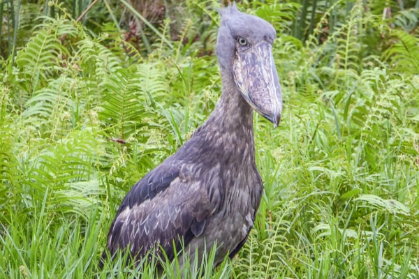 Uganda