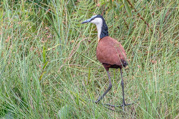 Uganda