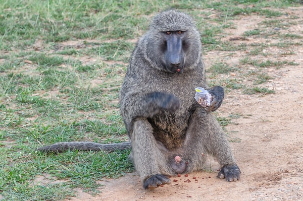 Uganda