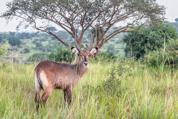 Uganda