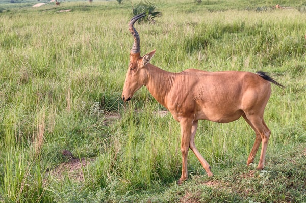 Uganda
