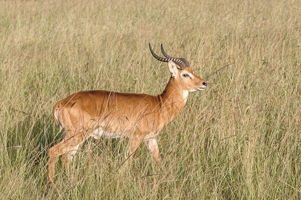 Uganda
