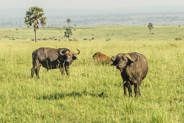 Uganda