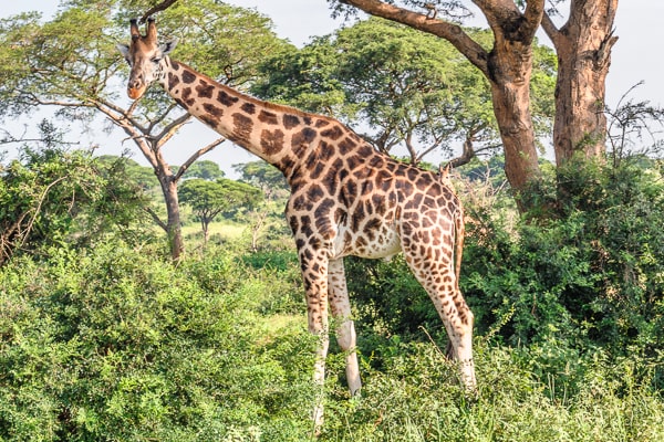 Uganda