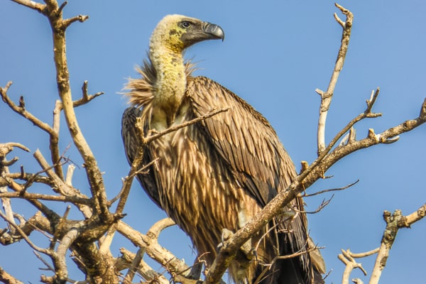 Uganda