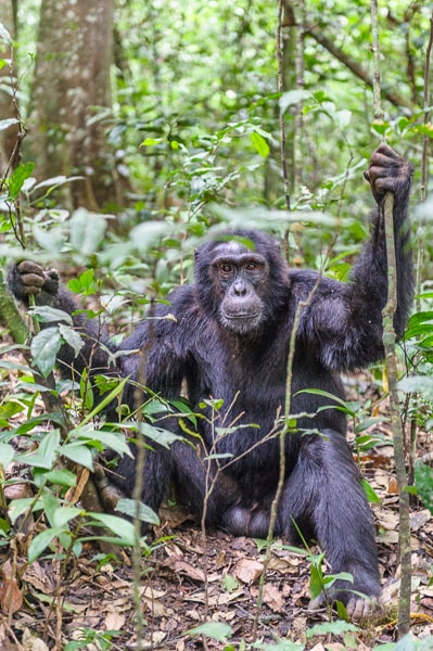 Uganda