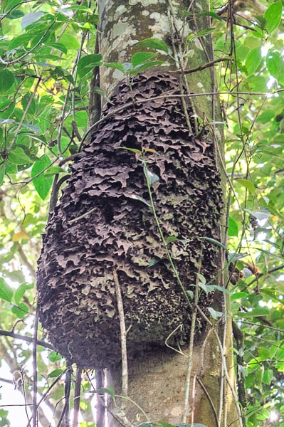 Uganda