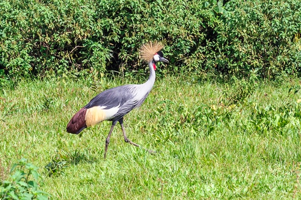 Uganda