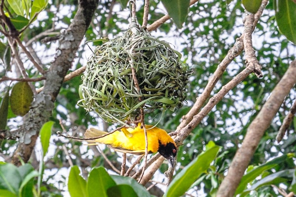 Uganda