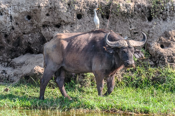 Uganda