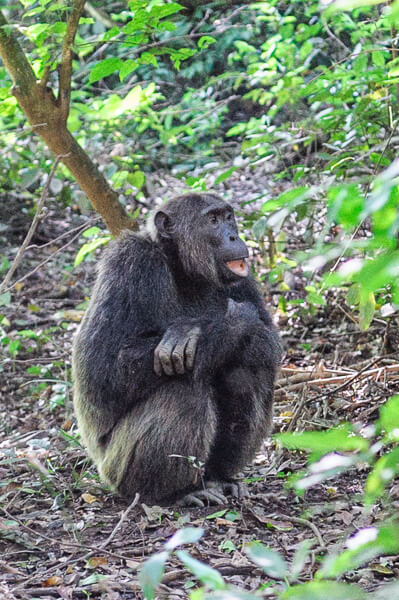 Uganda