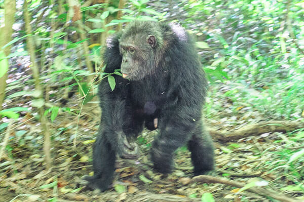 Uganda