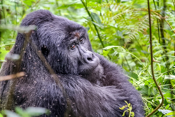 Uganda