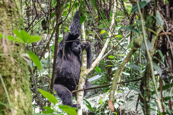Uganda