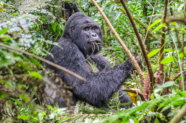 Uganda