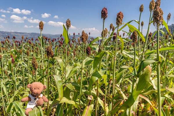 Uganda