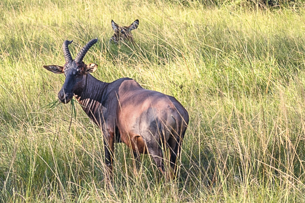 Uganda