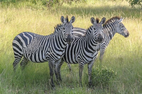 Uganda
