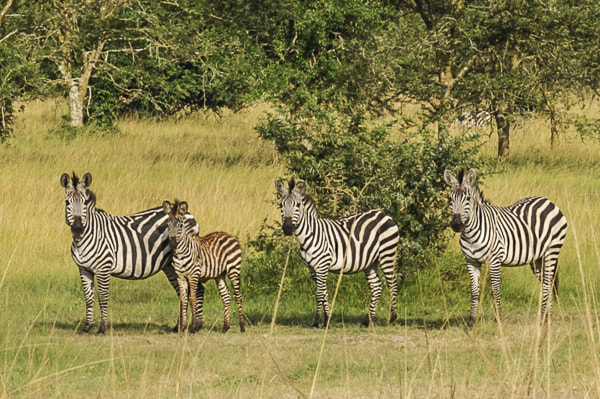Uganda